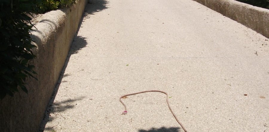 Aménagement d’allée de jardin